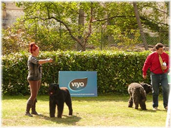 Elevage du CLOS DE LA LUETTE - COPYRIGHT DEPOSE